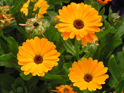 Our beautiful grounds are full of flowers